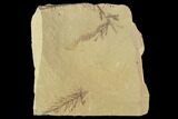 Metasequoia (Dawn Redwood) Fossils - Montana #102308-1